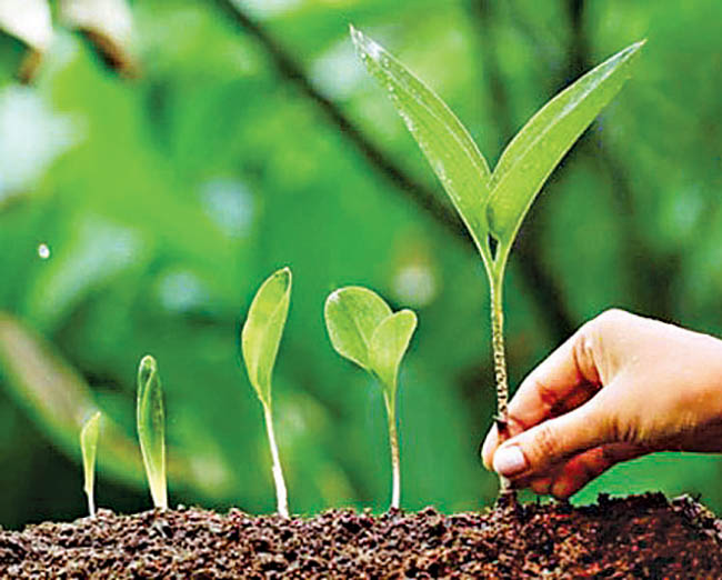 पौधरोपण कर मनाया वन महोत्सव व इंटरनेशनल प्लास्टिक बैग फ्री डे